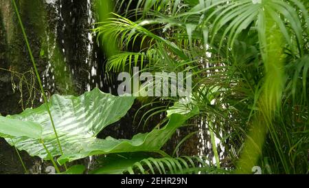 Splashing water in rainforest. Jungle tropical exotic background with stream and wild juicy green leaves in the woods. Rain forest or garden greenery. Stock Photo