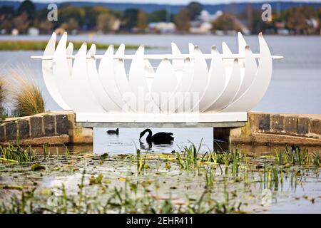 Ballarat Australia /  A Black Swan  paddles beneath the Water Lily Bridge at Lake Wendouree, Ballarat Victoria Australia. Stock Photo