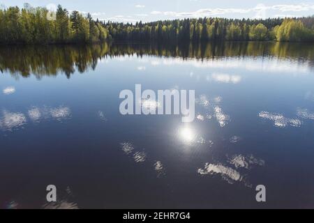 Forest lake and spruce forest with birch with young leaves in spring or early summer. Stock Photo