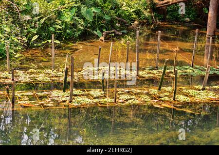 Aquaculture. pond cultivation of aquatic plants in Southeast Asia, Grow macrophytes of genuses Elodea, Aponogeton, Ludwigia, Vasora, Limnophila, Sagit Stock Photo