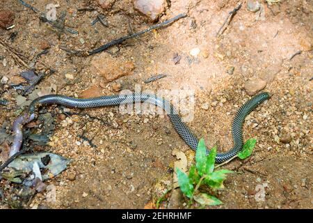 The snake swallows a large earthworm. Shield-tailed snakes (Uropeltidae) possibly Rhinophis philippinus, endemic.. Tropical rainforest (cloud forest) Stock Photo