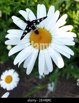 black beetle sits on a white daisy on a dark background Stock Photo
