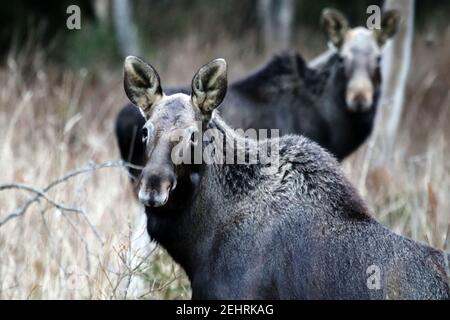 Two yearling moose on the edge of the Northern forest. The spring migration of the young elk Stock Photo