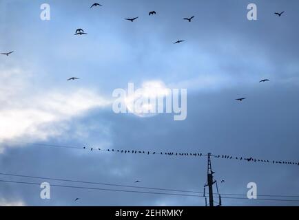 A flock of rooks in the sky and on electrical wires. Misty sun behind the clouds Stock Photo