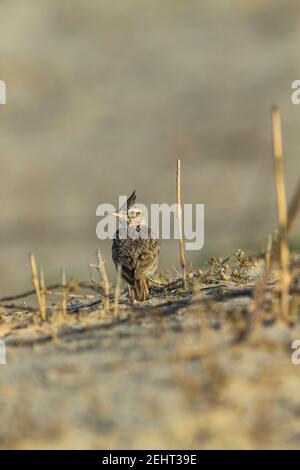 Crested lark Galerida cristata, foraging on sandy field, Bharatpur, India, May Stock Photo