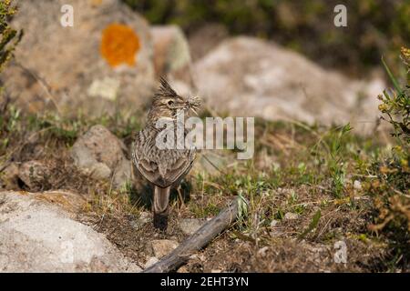 Crested lark Galerida cristata, adult carrying nest material, Kalloni Salt Pans, Lesvos, Greece, April Stock Photo