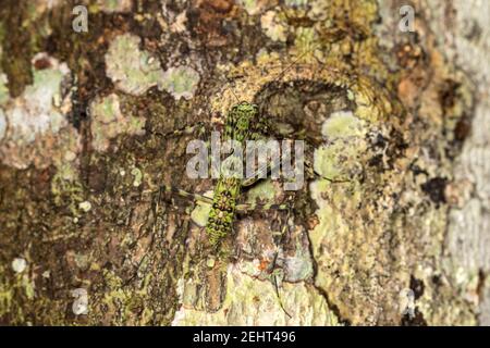 Praying mantis on a tree trunk, , Amazon rainforest, Napo river, Yasuni, Yasuni National Park, Ecuador, Stock Photo