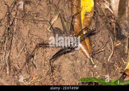 Tailless whip scorpion aka whip spider, Heterophrynus sp., Amazon rainforest, Napo river, Yasuni, Yasuni National Park, Ecuador, Stock Photo