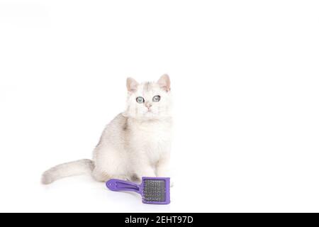 White beautiful kitten of British breed sits on a white background, next to a purple comb for wool. Stock Photo