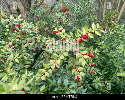 Lush Winter Green Foliage and Red Berries on the Evergreen Butcher's Broom Shrub (Ruscus aculeatus 'Hermaphrodite') Growing in a Woodland Garden Stock Photo