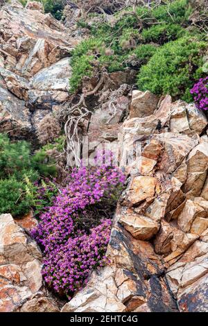 Purple heather at Sychnant Pass, North Wales Stock Photo