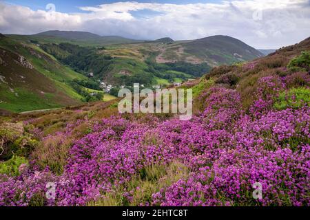 Purple heather at Sychnant Pass, North Wales Stock Photo