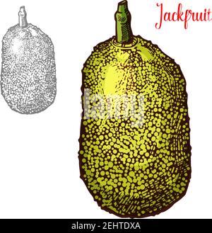 Jackfruit exotic fresh fruit vector design. Fresh exotic fruit jackfruit hand drawn image. Exotic tropical fruit design isolated on white background. Stock Vector