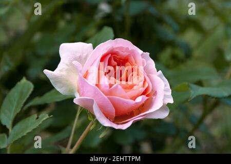 Fully open, gently pink with many shades of lovely rose flower plant Stock Photo