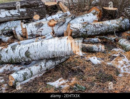 The birch tree is felled in spring Stock Photo