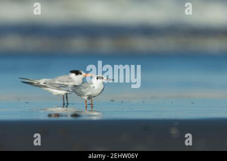 Forster's tern Sterna forsteri & Elegant tern Thalasseus elegans, resting on shoreline, Morro Bay, California, USA, October Stock Photo