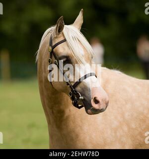 palomino horse Stock Photo