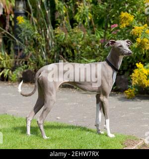 cream italian greyhound