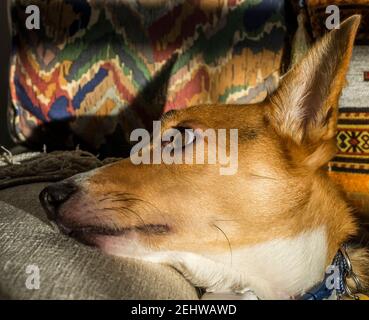 A Jack Russell type dog with big ears lounges on the settee Stock Photo