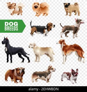 Colored and isolated dog breeds icon set cute and realistic on transparent background vector illustration Stock Vector