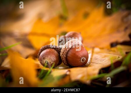 acorns and oak leaf in autumn Stock Photo