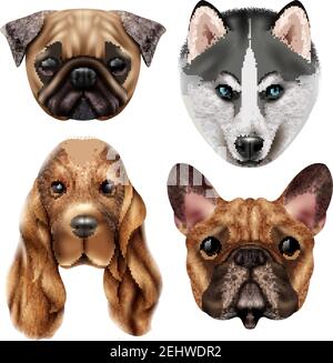 Colored and isolated realistic dog breed icon set with four cute canine muzzles vector illustration Stock Vector