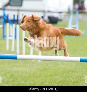 Nova Scotia duck tolling retriever Stock Photo