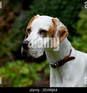 English Pointer dog Stock Photo
