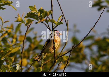 Goldfinch (Carduelis carduelis) a single goldfinch sitting in a tree with a natural blue sky background Stock Photo