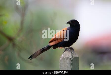 Greater Coucal (Centropus sinensis) a greater Coucal resting on the top of a fence post with a natural green background Stock Photo