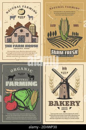 Farming and agriculture vintage posters of organic food, natural fruits and vegetables growing, cow and chicken animal, meat and milk farm. Vector vil Stock Vector