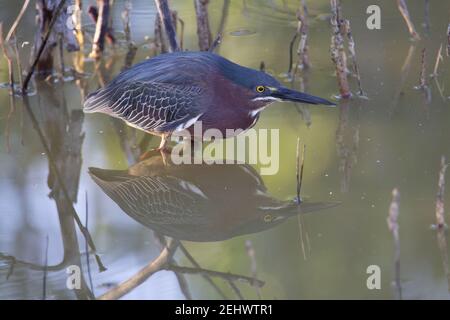 Green heron (Butorides virescens) green heron hunting in shallow water with reflection and mangroves in the background Stock Photo