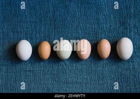 Organic chicken eggs of different calibers on blue textile background. Stock Photo