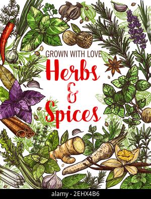 Spices Culinary Herbs Seasonings And Vegetables Stock Illustration