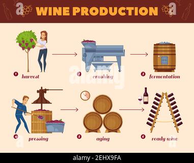 Winery production cartoon flowchart from grape harvesting to wine bottles rack infographic elements composition poster vector illustration Stock Vector