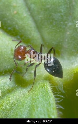 Cocktail Ant, Crematogaster scutellaris. Worker closeup Stock Photo