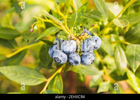 Blueberries - delicious, healthy berry fruit. Vaccinium corymbosum, high huckleberry. Blue ripe fruit on the healthy green plant. Food plantation - bl Stock Photo