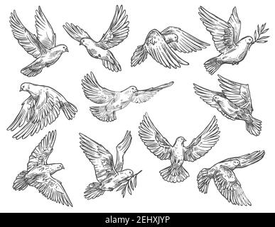 Dove and pigeon flying with olive branches. White vector sketch bird with broad wings, as symbol of peace and freedom, religious or wedding attribute Stock Vector