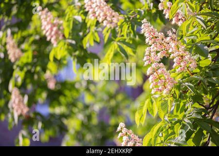 Aesculus hippocastanum, also called as buckeye and horse chestnut blossoming in the spring in Ukraine. Stock Photo