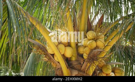 Close-up of exotic yellow unripe young fresh coconuts growing on green palm among leaves on sunny day. Natural texture. Tropical symbol, summer evergr Stock Photo
