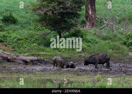 African buffalos, Syncerus caffer, taking a mud bath, Tsavo, Kenya. Stock Photo