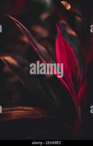 art background with leaves , abstract wallpaper Stock Photo - Alamy