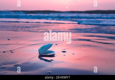 Blue and White Sea Shell on Seashore During Sunsent Time Stock Photo