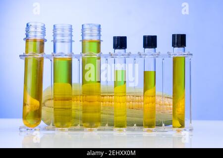 Ethanol biofuel derived from corn maze with beaker test tubes in laboratory on blue background Stock Photo