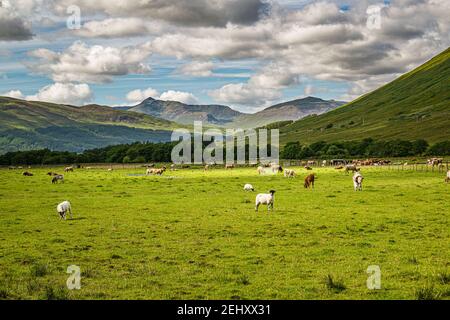 Livestock grazing on a green meadow in Scottish HIghlands.