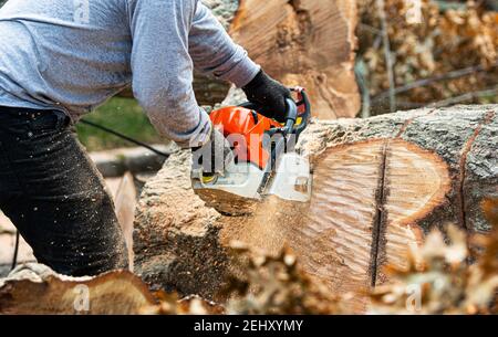 Landscaper using a chainsaw to slice up large tree trunks after a storm on long island. Stock Photo