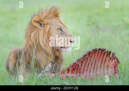 Male Lion (Panthera leo) with carcass from prey, Masai Mara national reserve, Kenya. Stock Photo