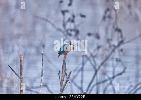 Kingfisher Bird at its best view, Karnataka, India Stock Photo