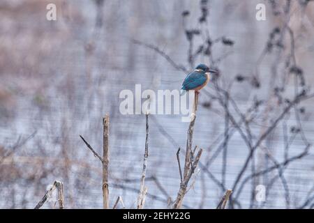 Kingfisher Bird at its best view, Karnataka, India Stock Photo