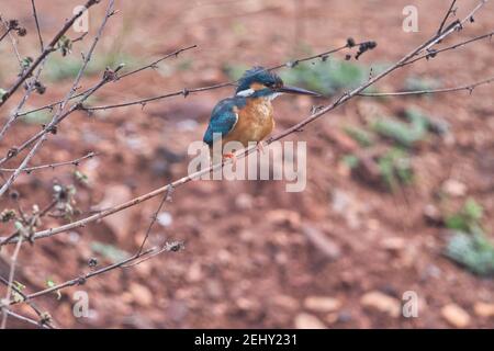 Kingfisher Bird at its best view, Karnataka, India Stock Photo